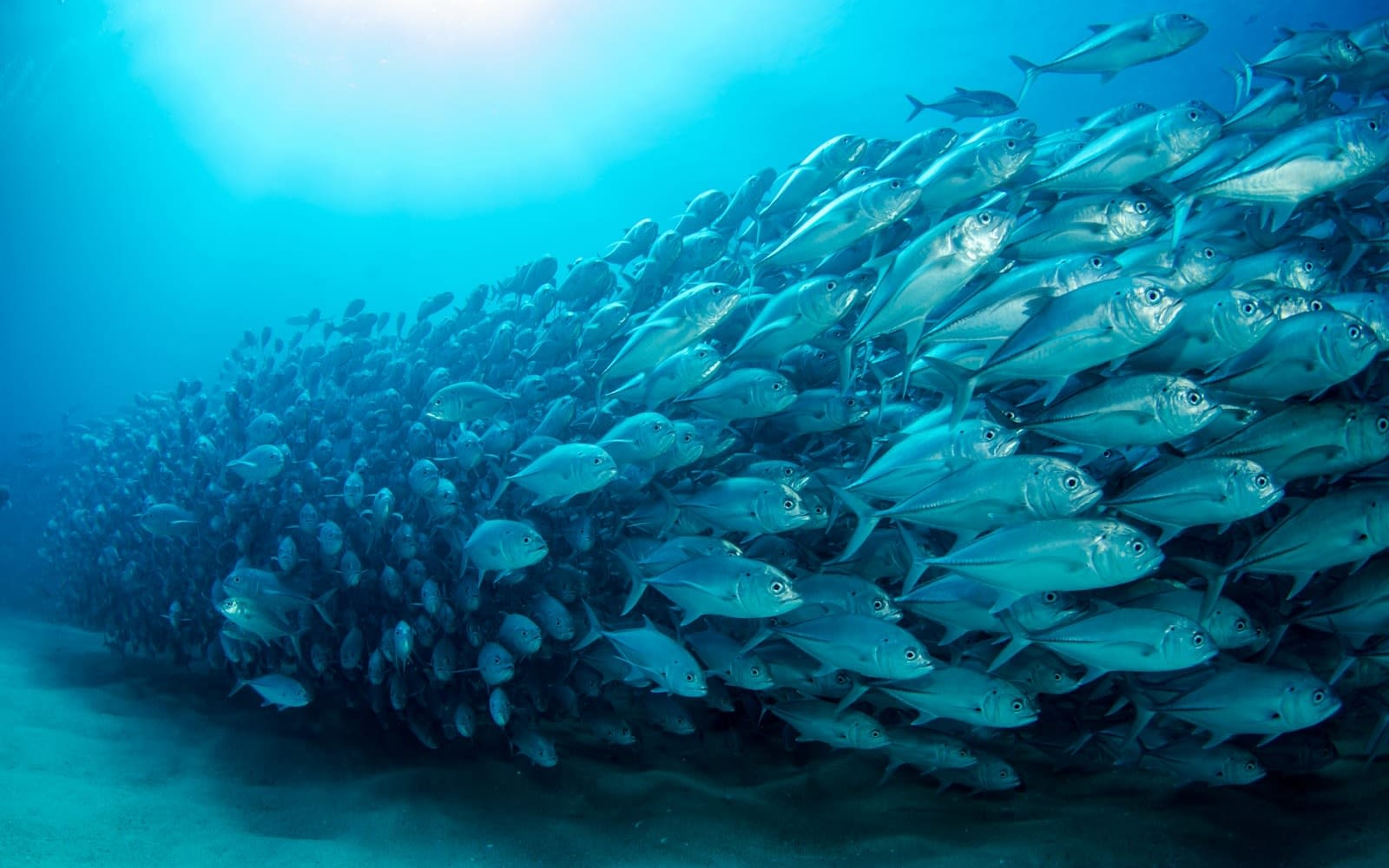 big shoal of fish in the clear blue sea