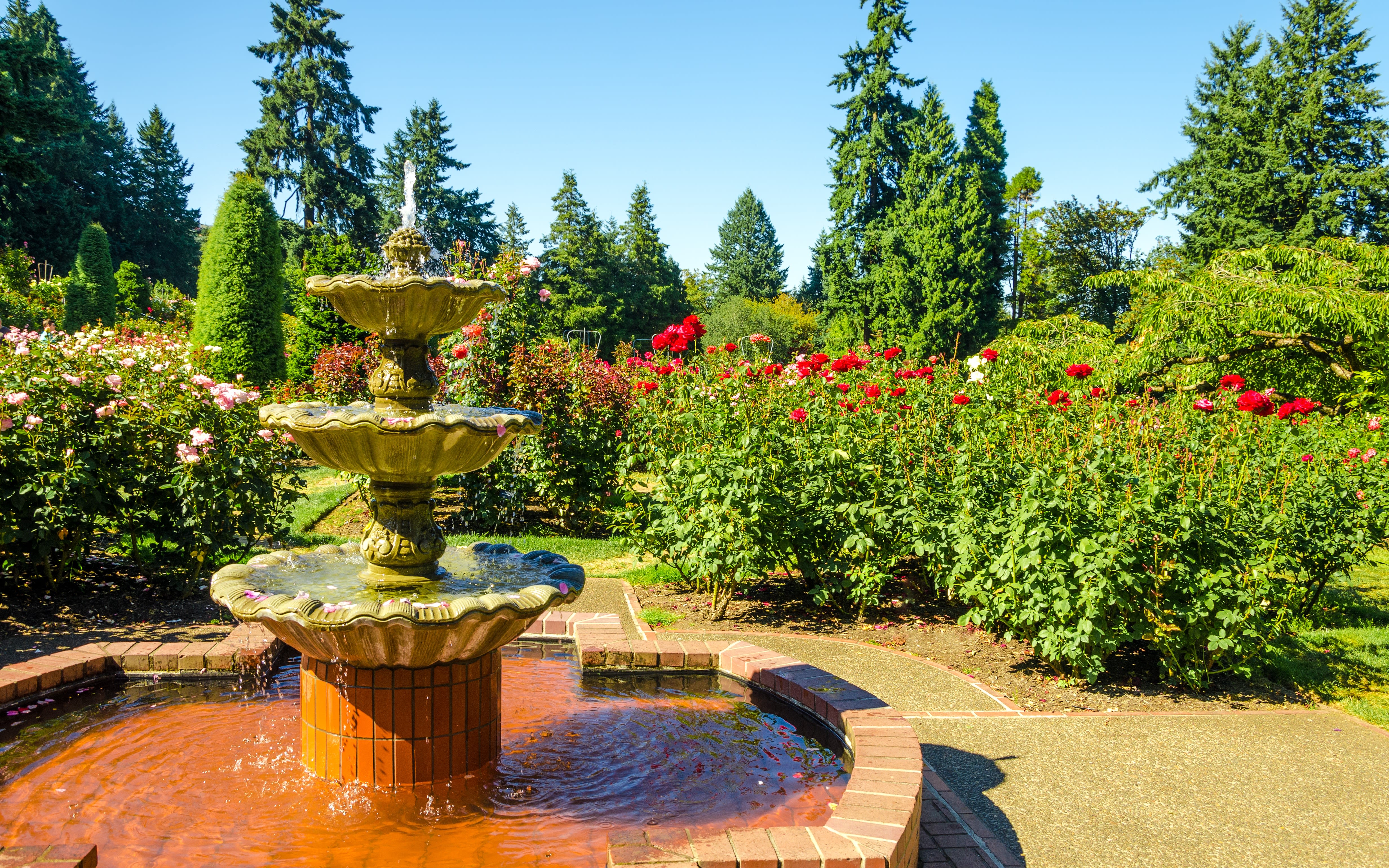 An image of a rose garden in Portland, Oregon. 