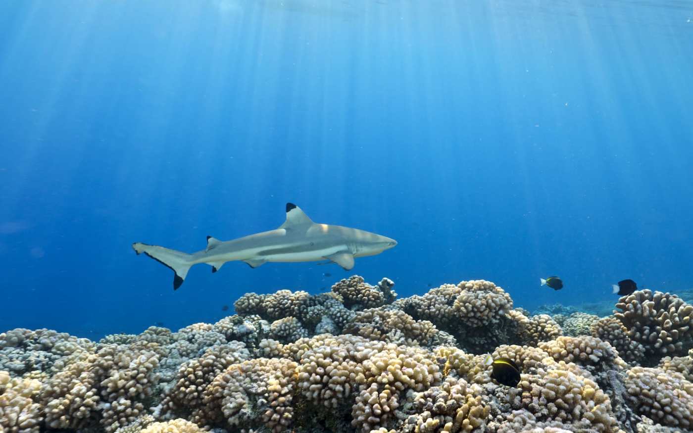 Underwater picture of the ocean with a shark and fishes swimming past