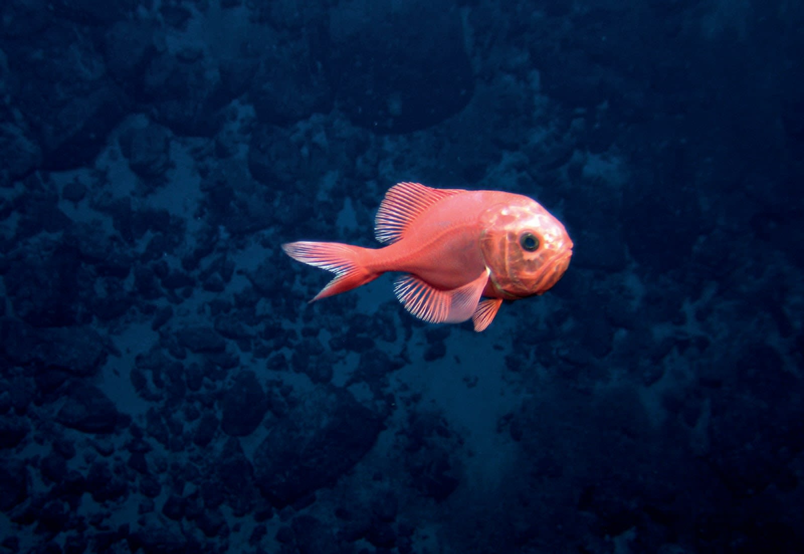 One orange fish swims through blue water in the ocean