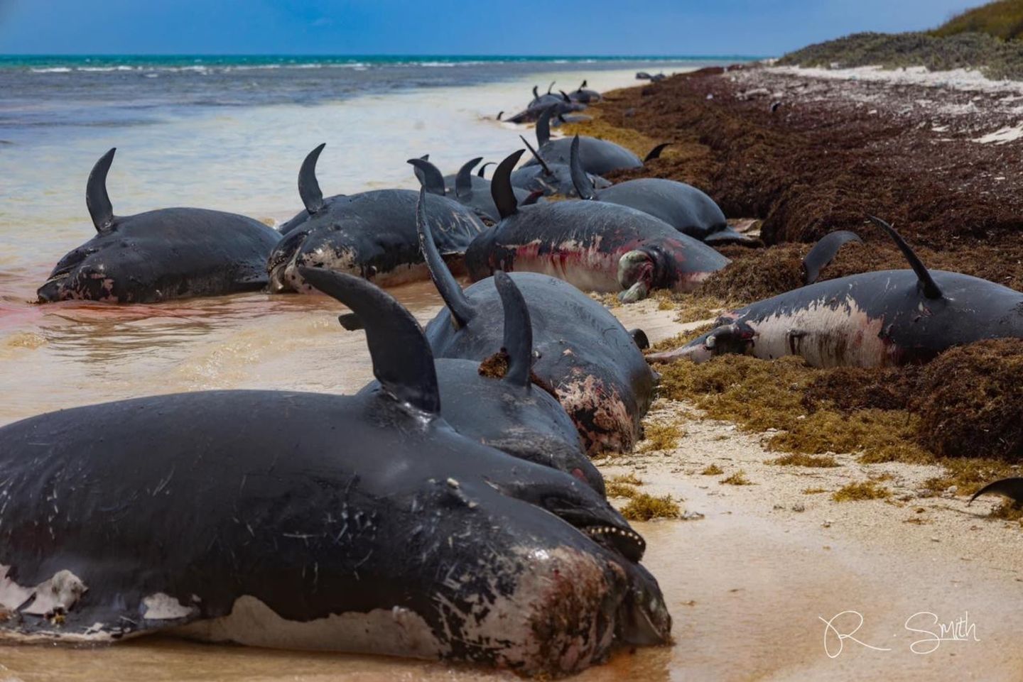 Beached whales in the BVI
