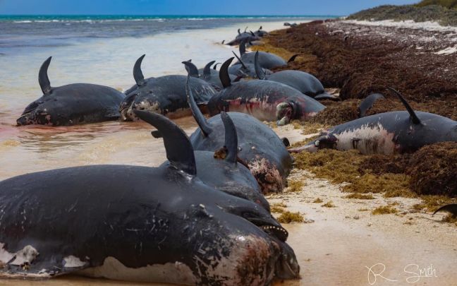 Beached whales in the BVI
