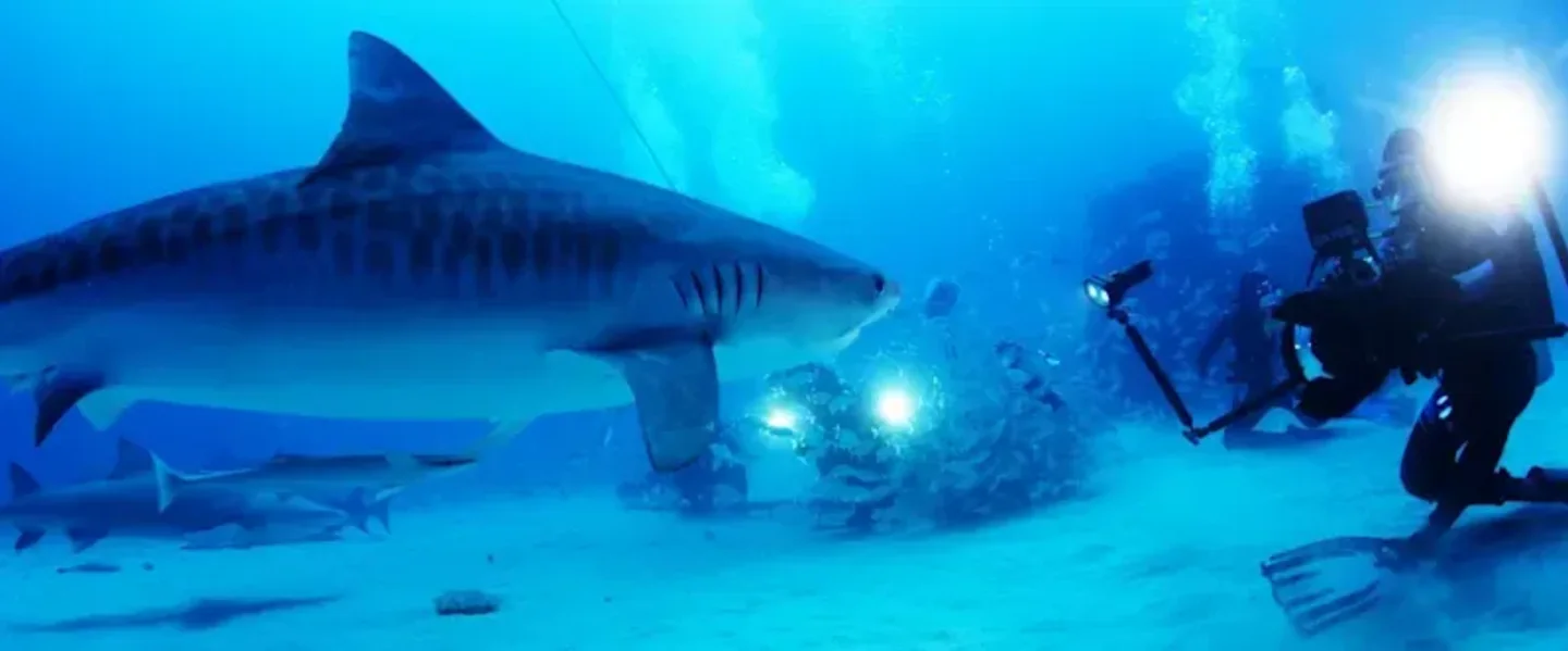 A driver taking a photo of a shark underwater