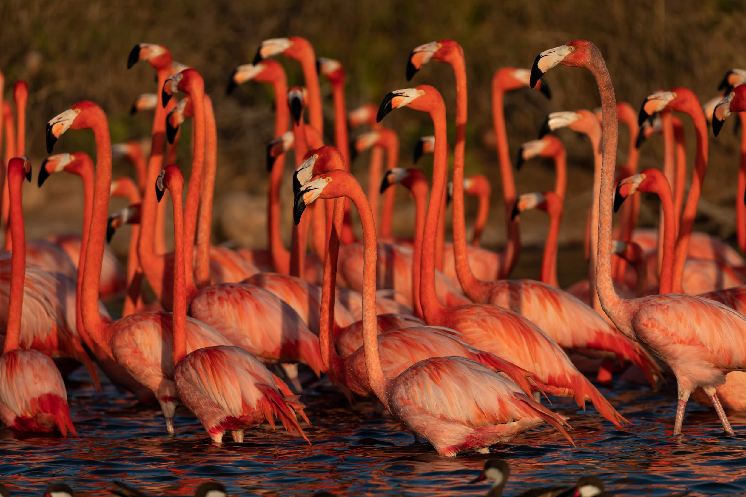 A flamboyance of flamingoes on Necker Island