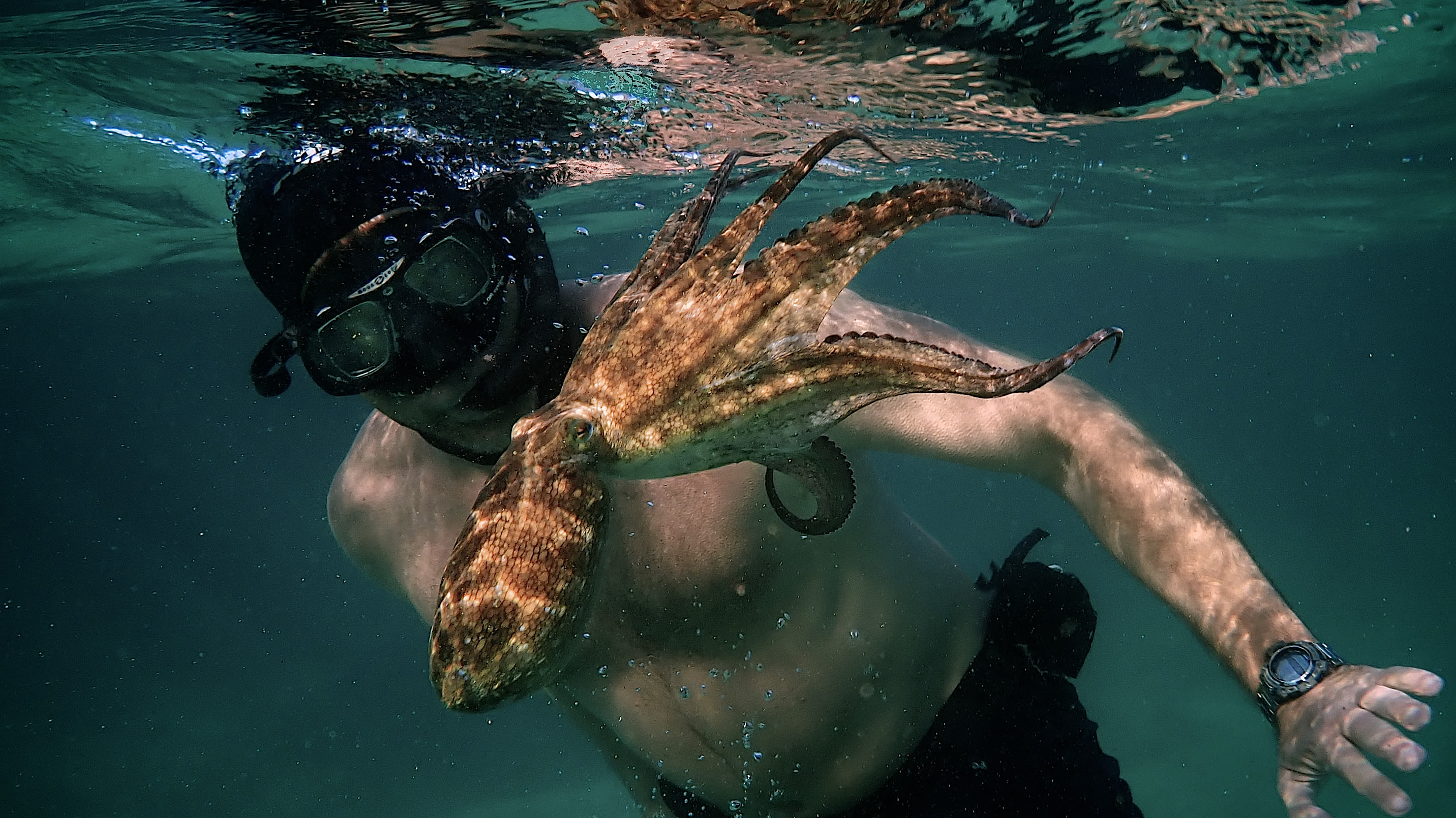 Craig Foster swimming with the octopus