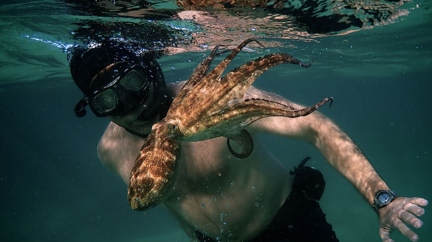 My Octopus Teacher has lessons for us all | Virgin