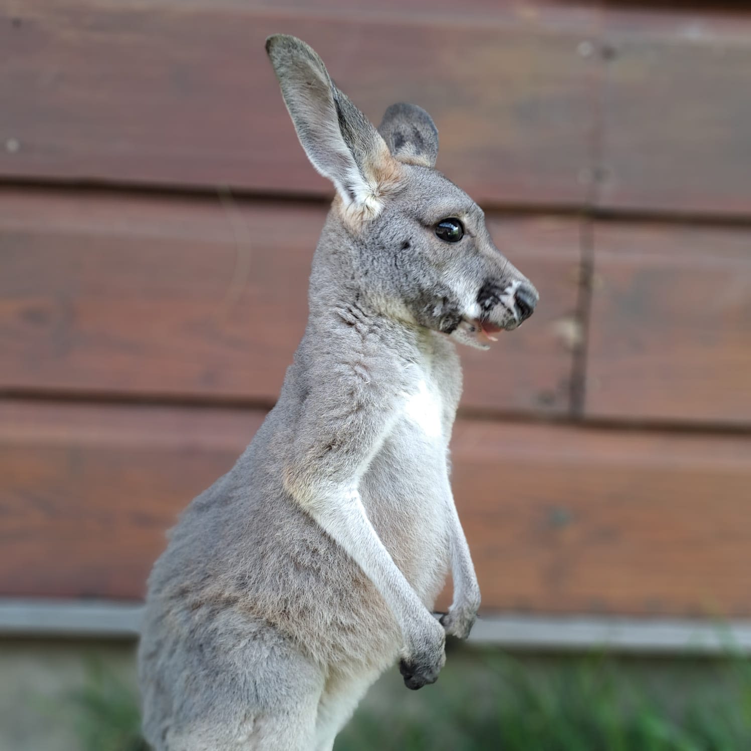 Necker Island kangaroo