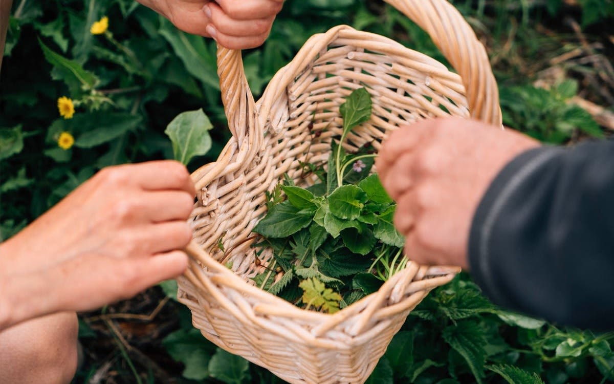 Image of a basket with some herbs that have been collected whilst foraging.