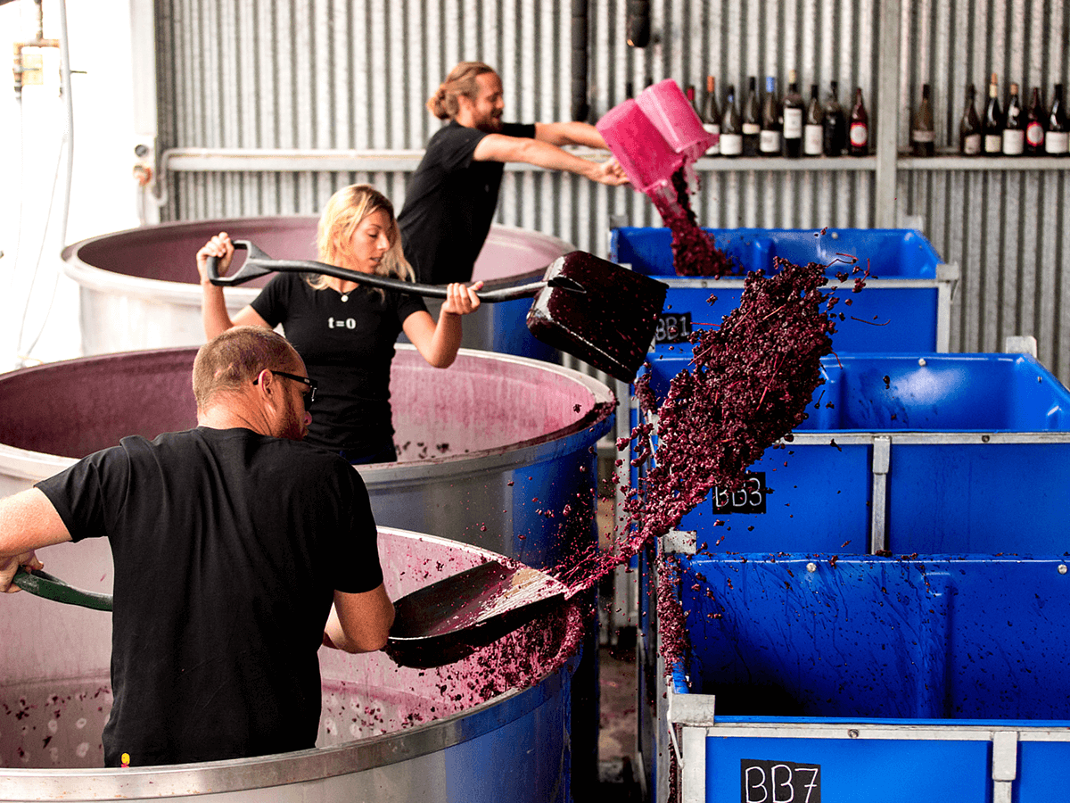three workers shovel red grapes into large bins in a winery.