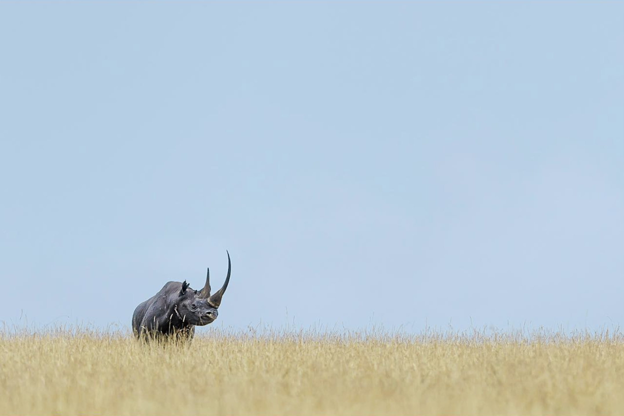 A rhino in the grass, taken by David Lloyd