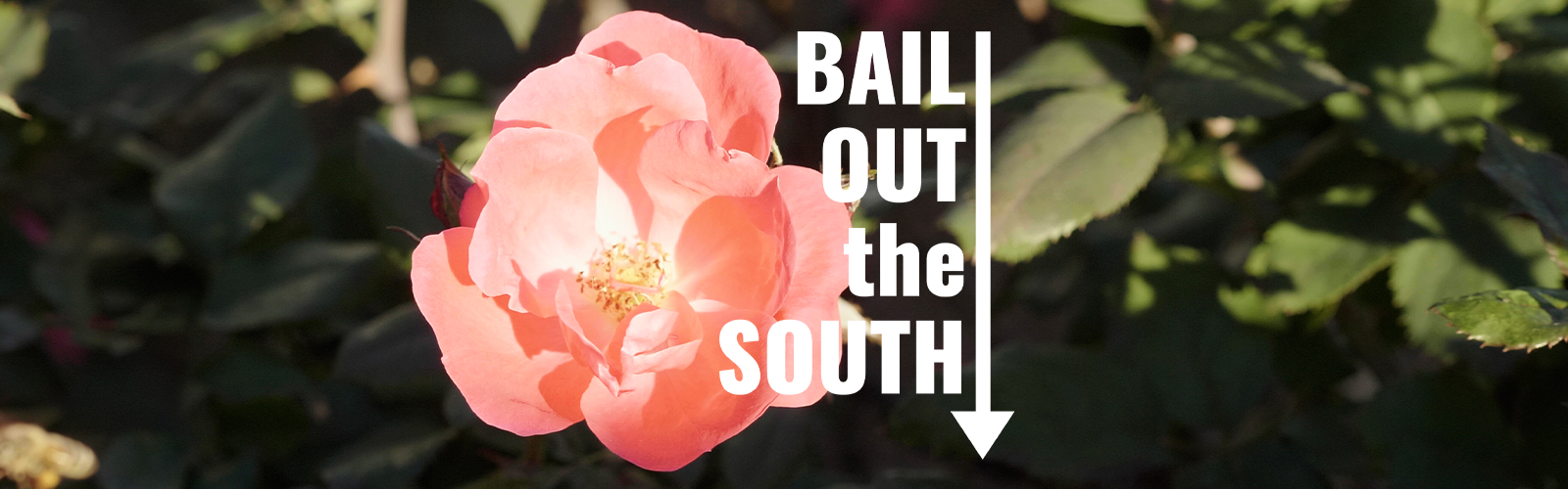 The Bail Project_Bail Out the South