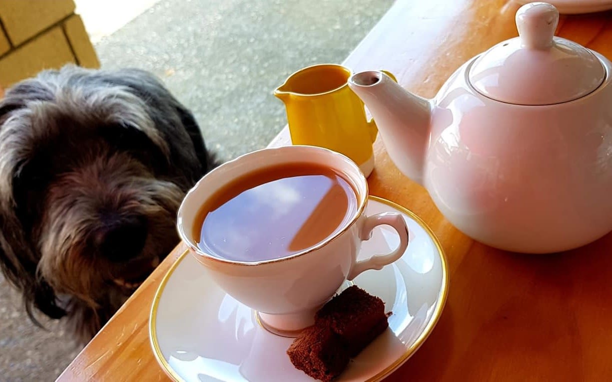 Dog sat with a cup of tea and a slice of cake on a table next to it