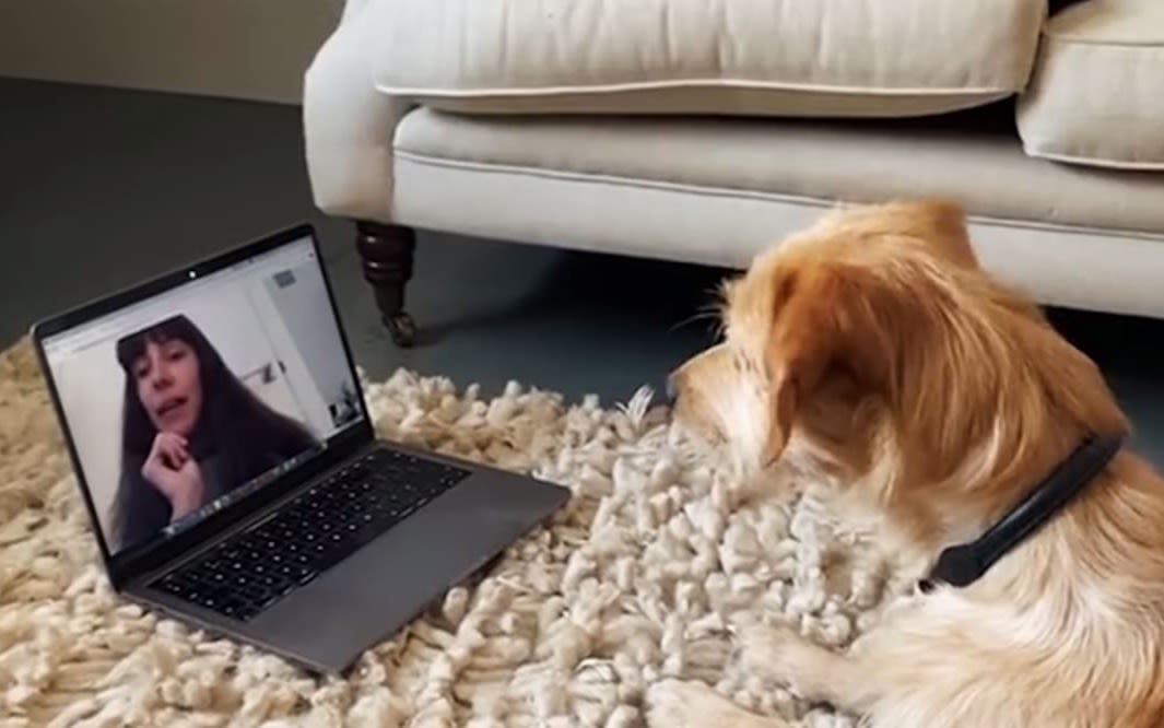 Dog lay on cream rug staring at laptop