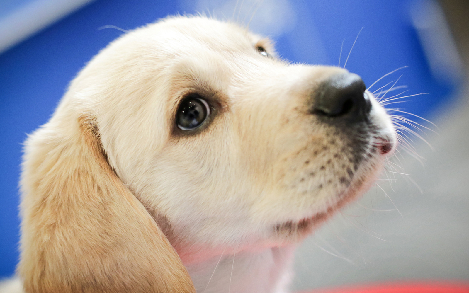 Guide Dogs Puppy Raiser: The lowdown on a paw-some role | Virgin