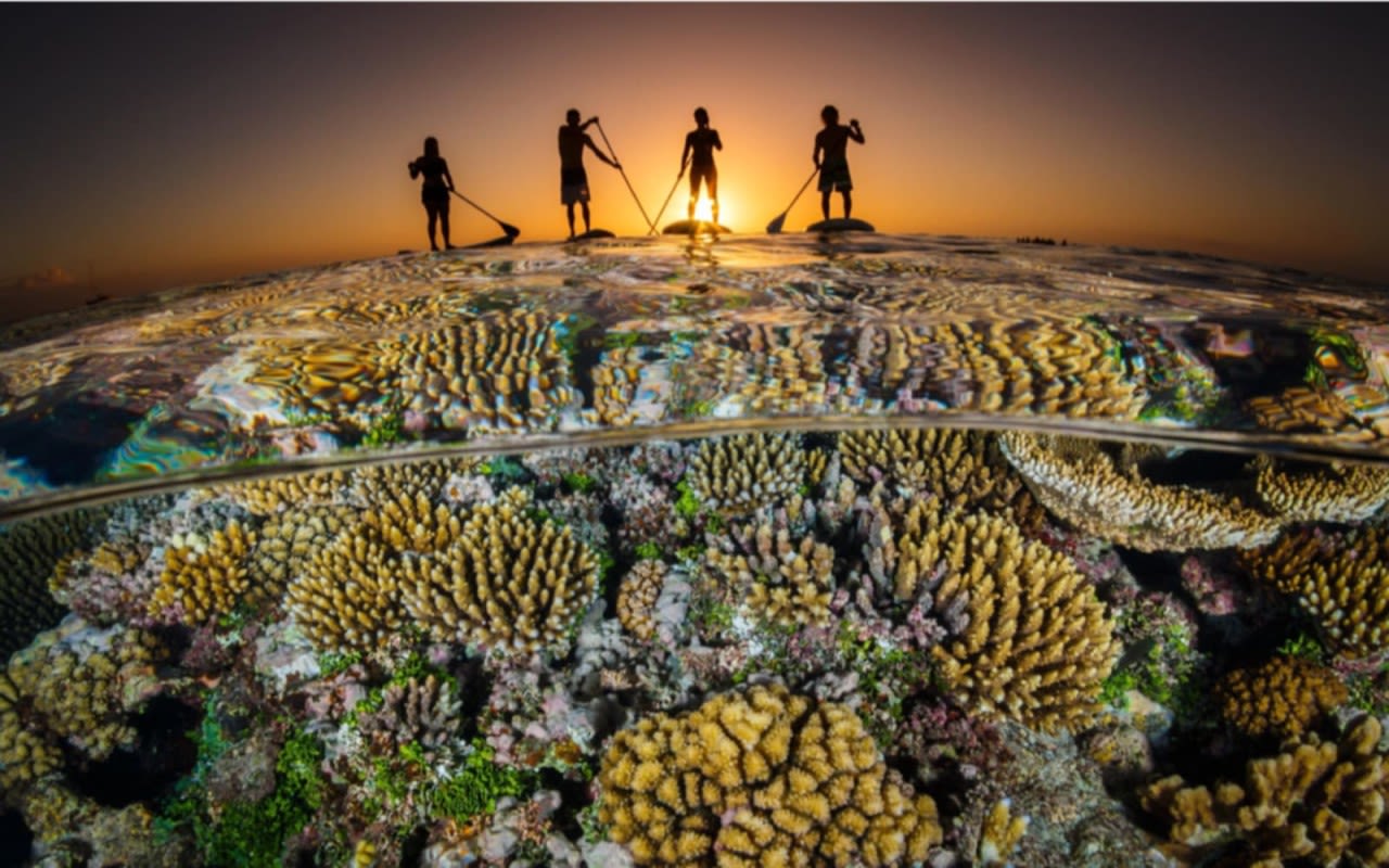 The silhouette of four people paddleboarding with a magnified view of the coral reef below