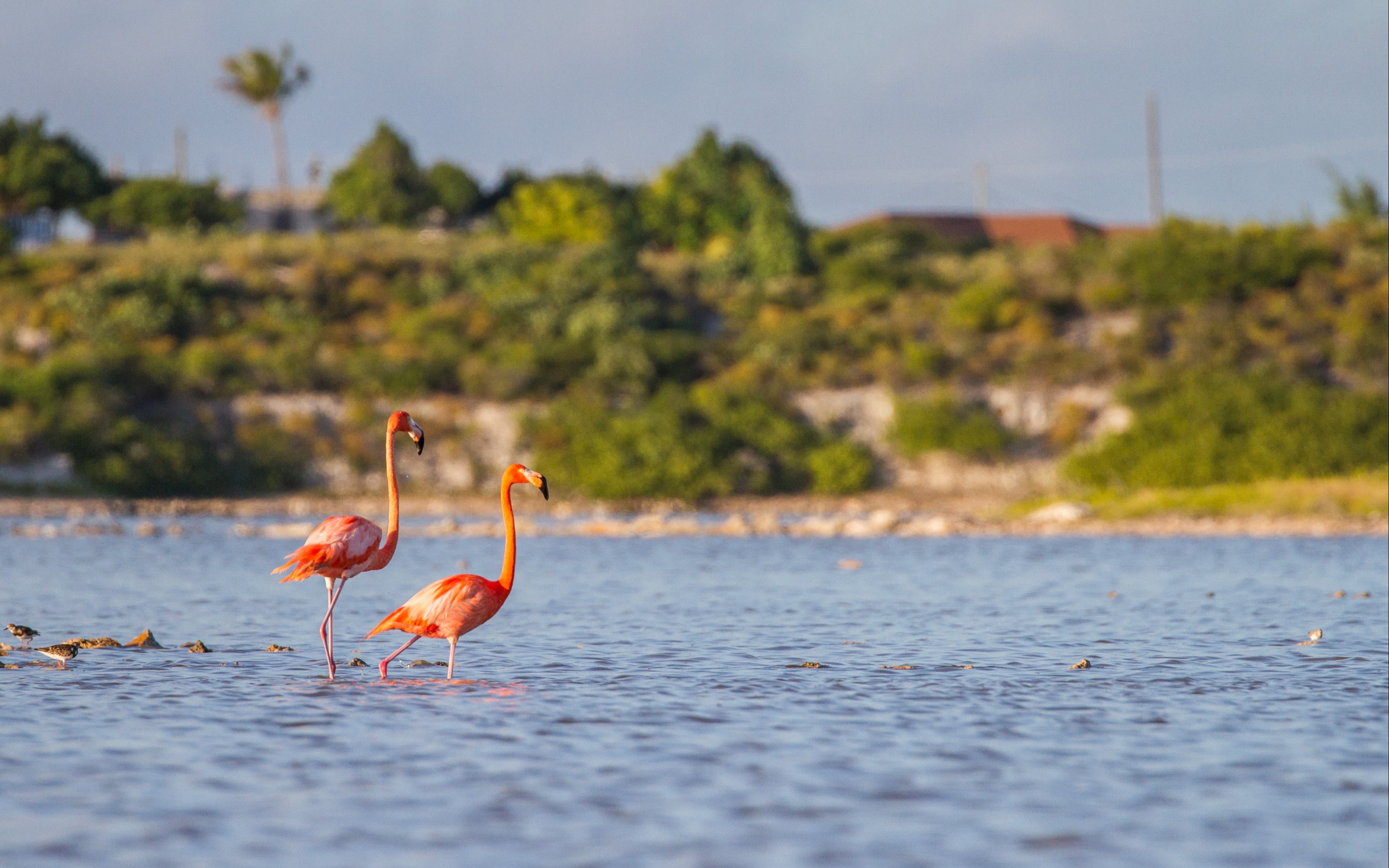 Flamingoes in Turks & Caicos