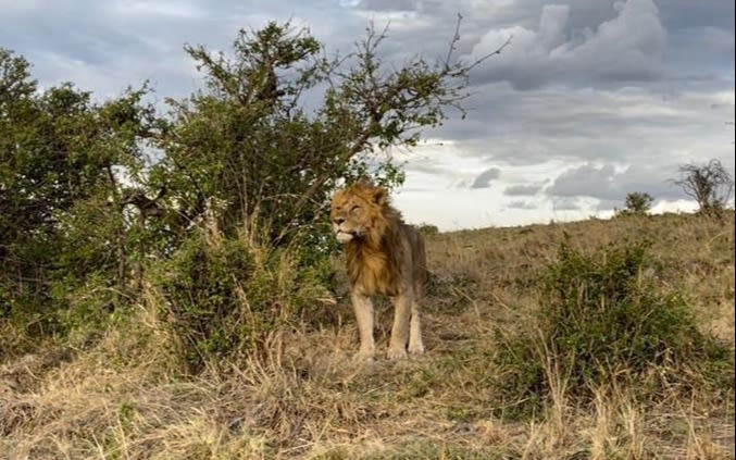 A lion standing in the Savannah