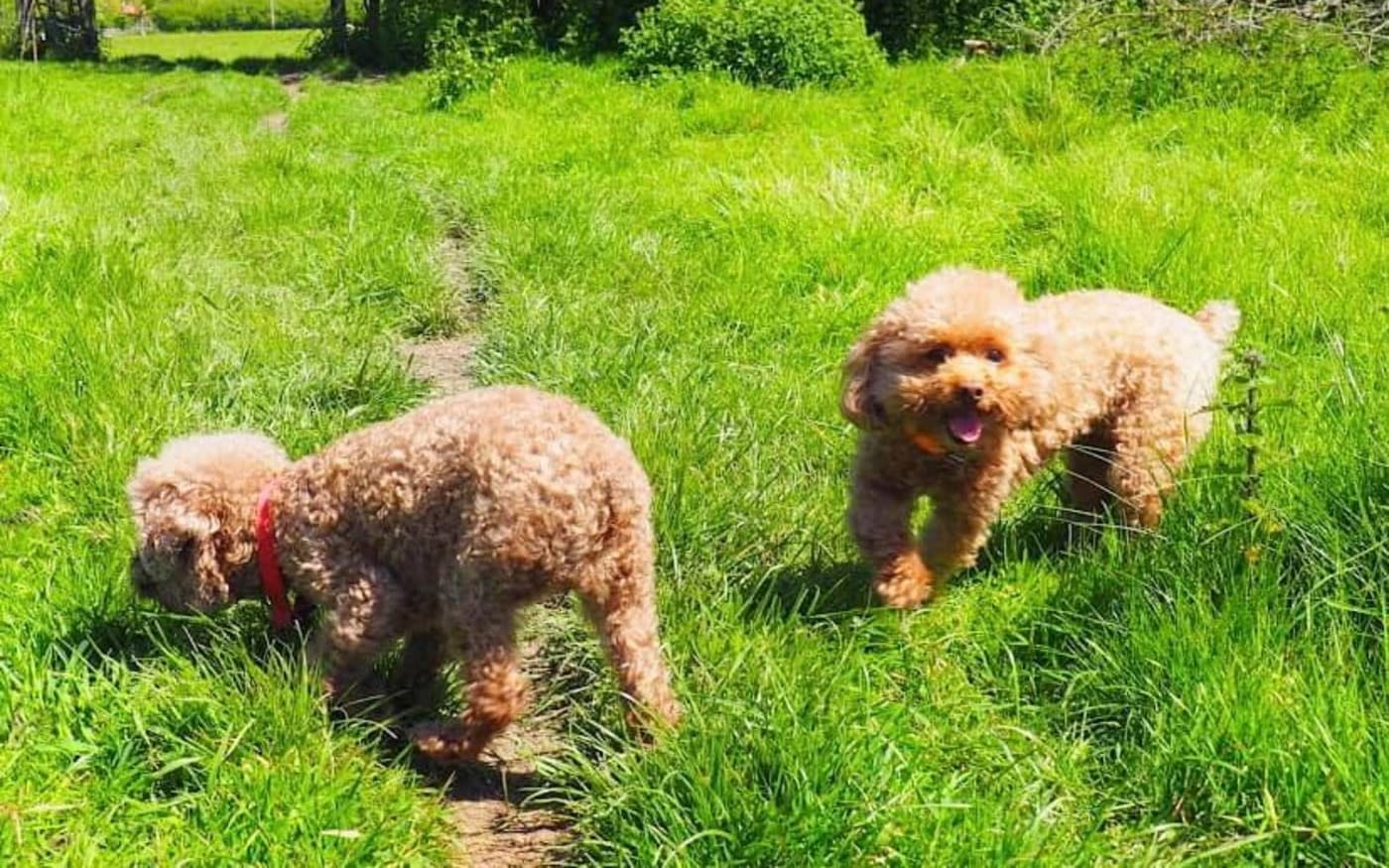 Two dogs in a field