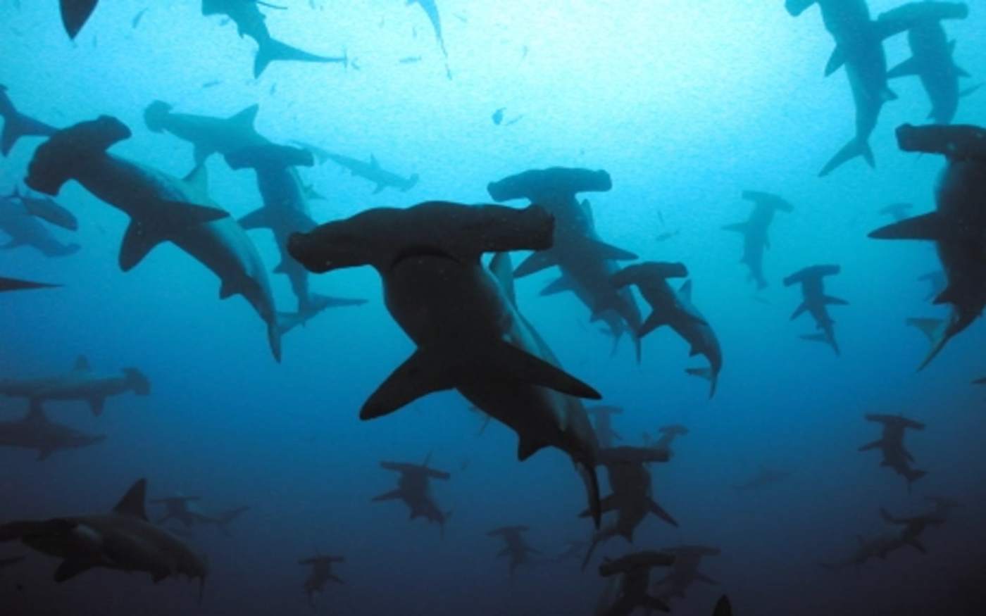 An underwater shot of a group of hammerhead sharks from below 