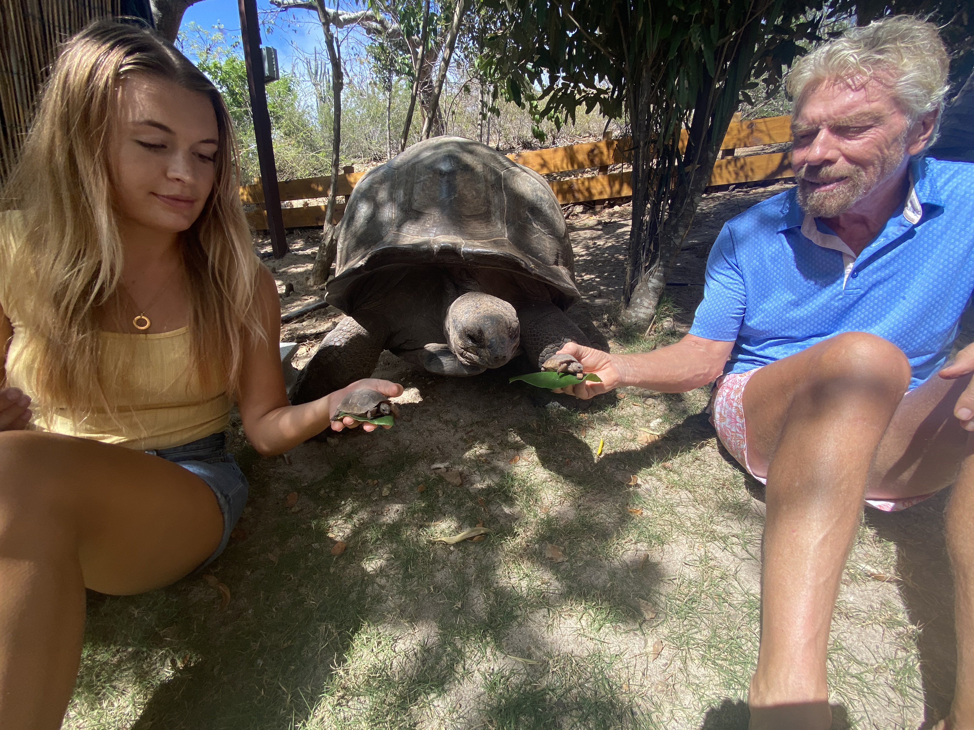 aldabra giant tortoise baby