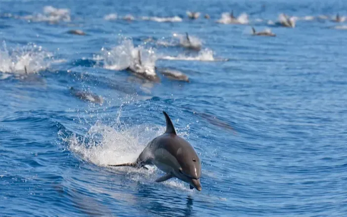 A pod of dolphins swim through the ocean