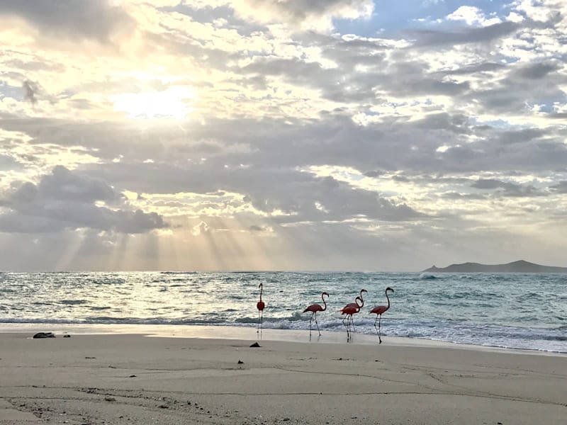 Four flamingos on the water's edge of a Necker island beach with a sunset sky