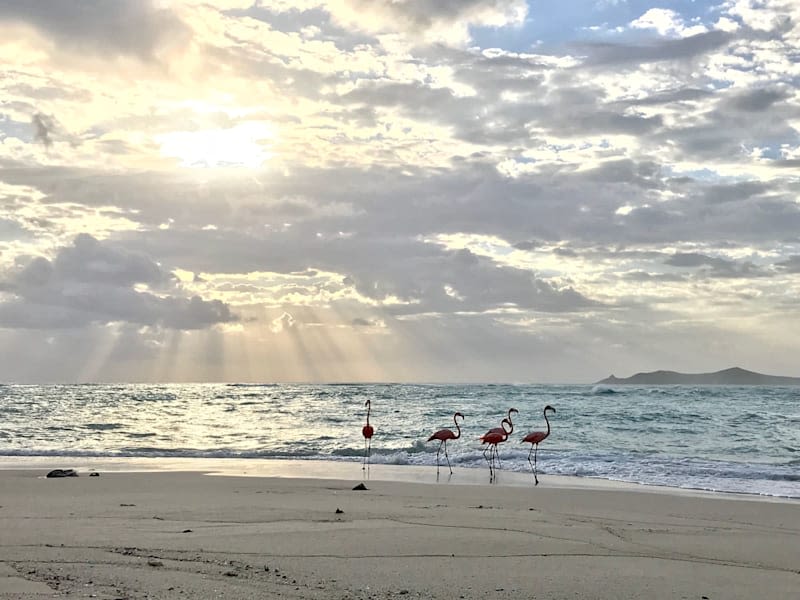 Flamingos on Necker Island