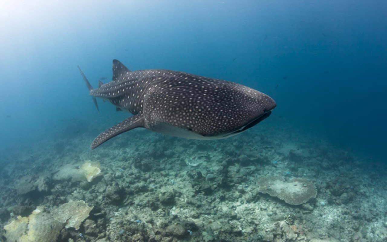 Image of a whale shark swimming in the ocean
