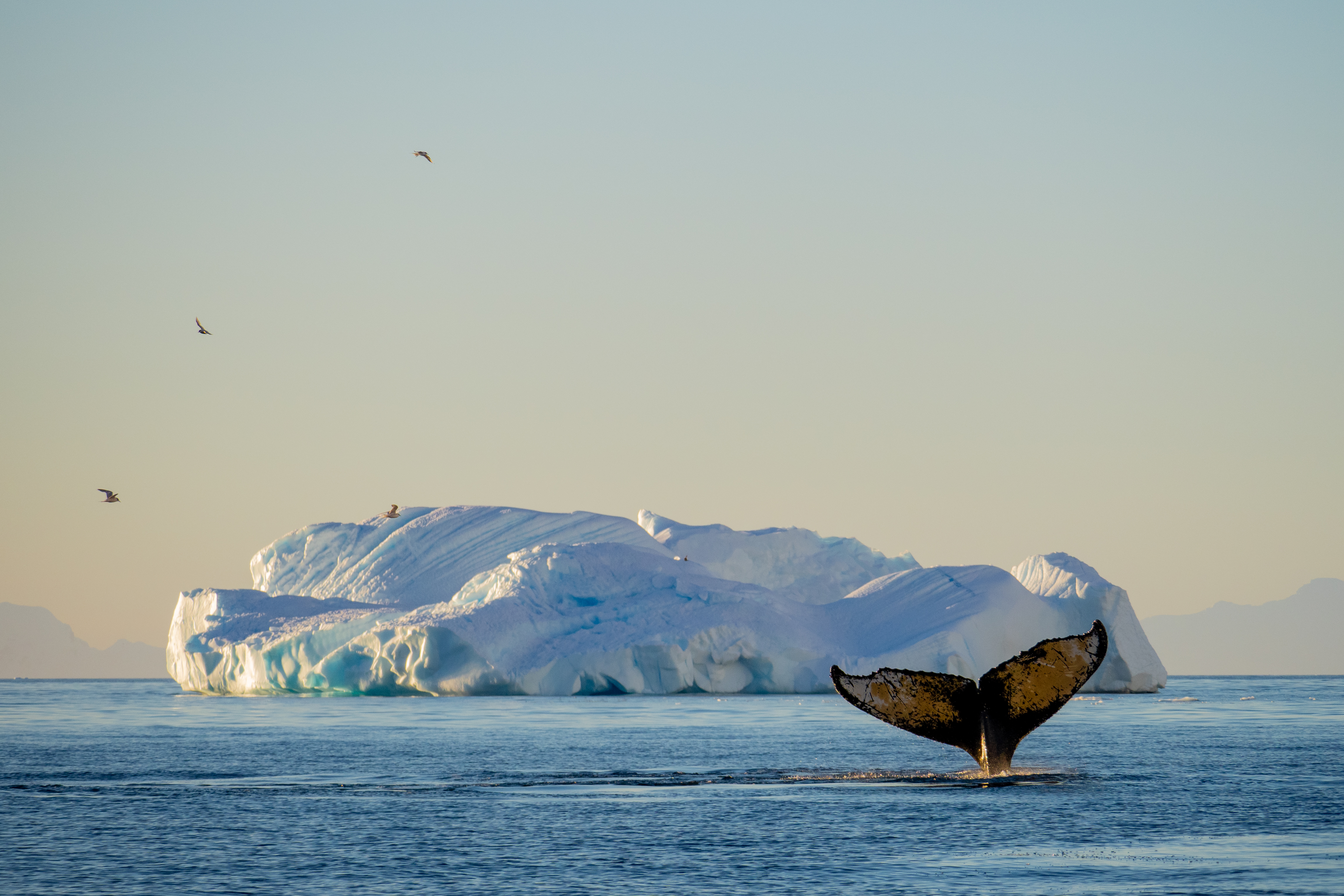 Ocean deals by antarctica