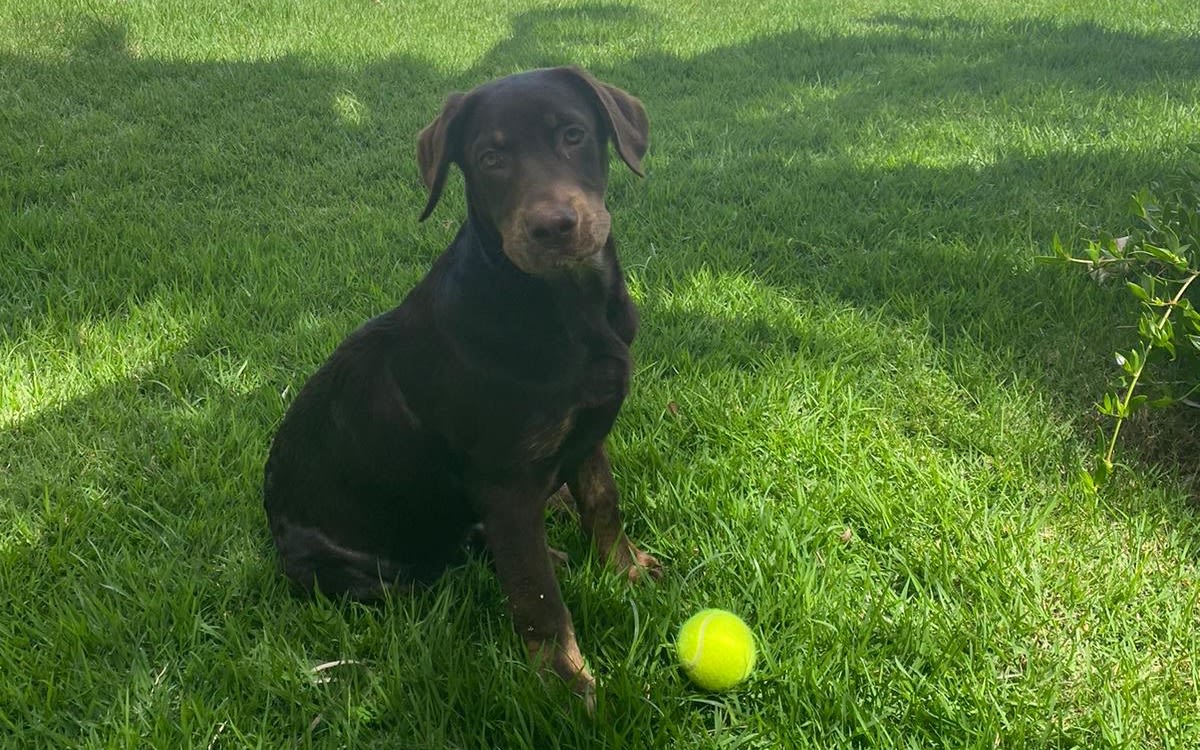 Bento the new Necker Island puppy