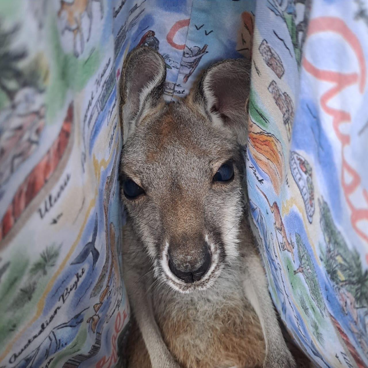 A baby kangaroo on Necker Island