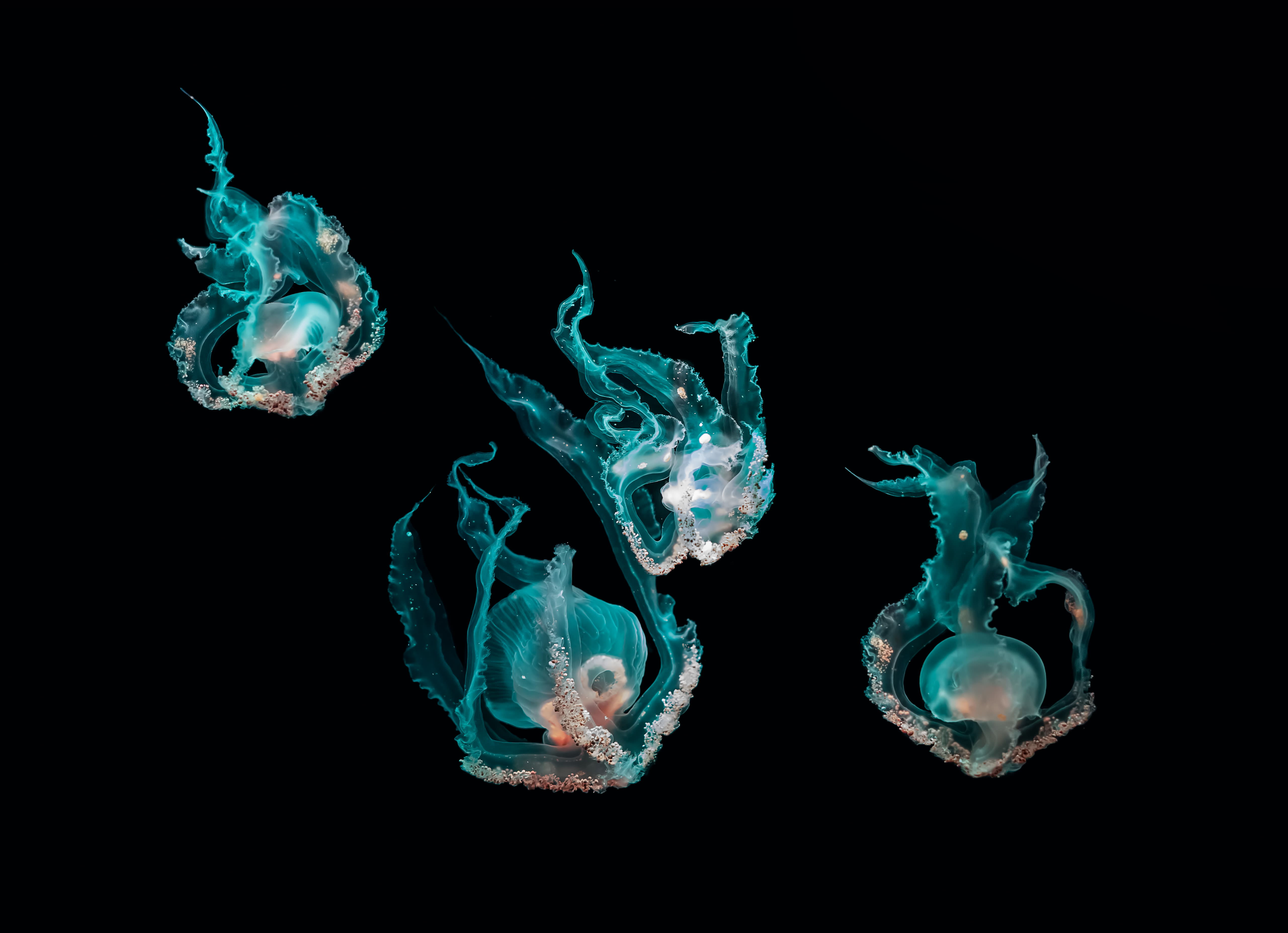 Getty_10/2020_jellyfish