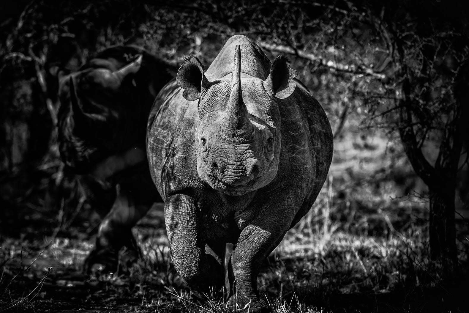A rhino at Mahali Mzuri - Virgin Limited Edition and Richard Branson's game reserve in Kenya