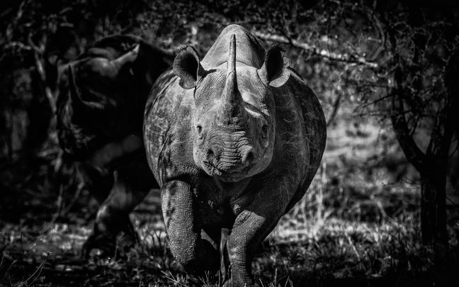 A rhino at Mahali Mzuri - Virgin Limited Edition and Richard Branson's game reserve in Kenya