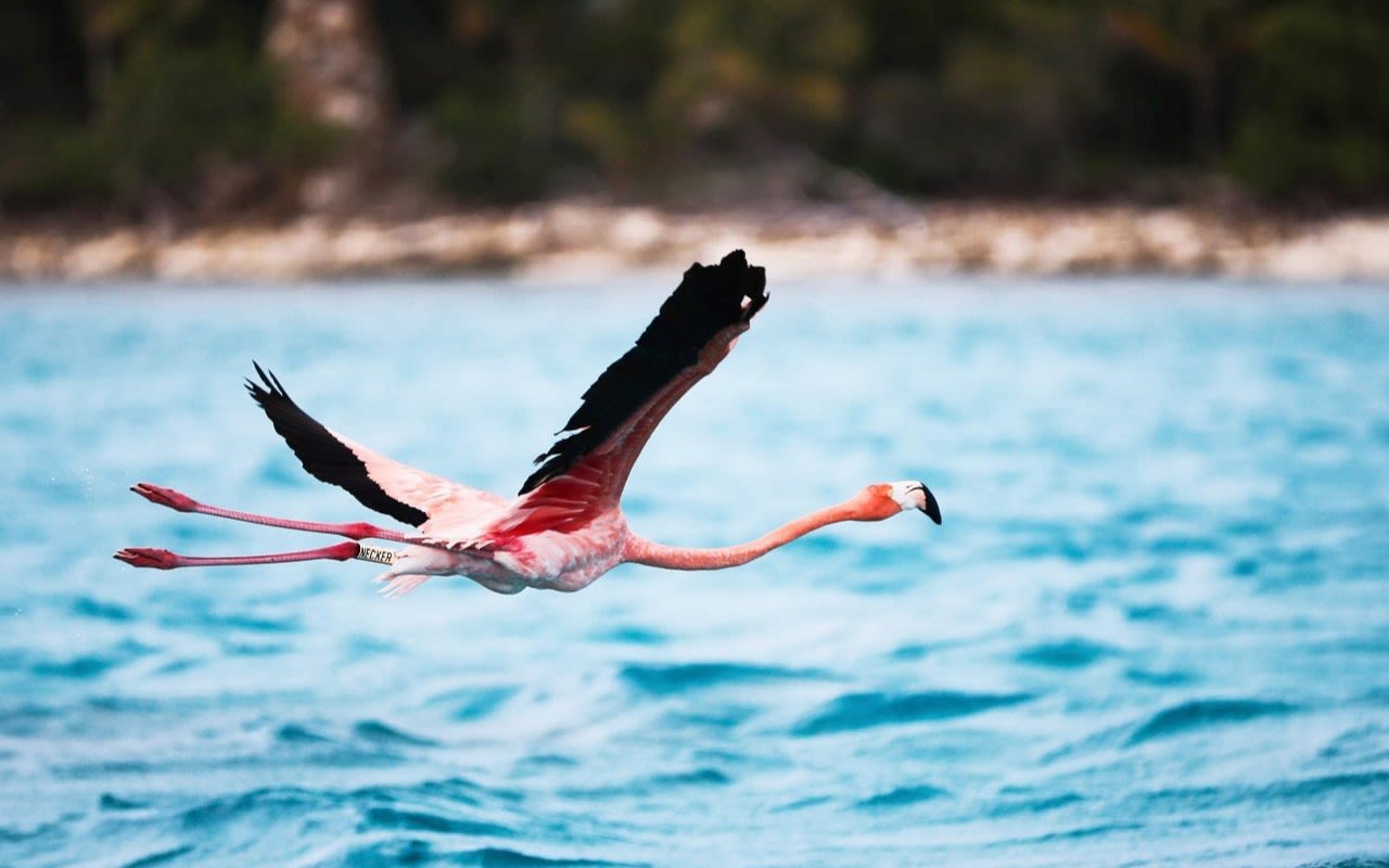 A flamingo flying over the sea