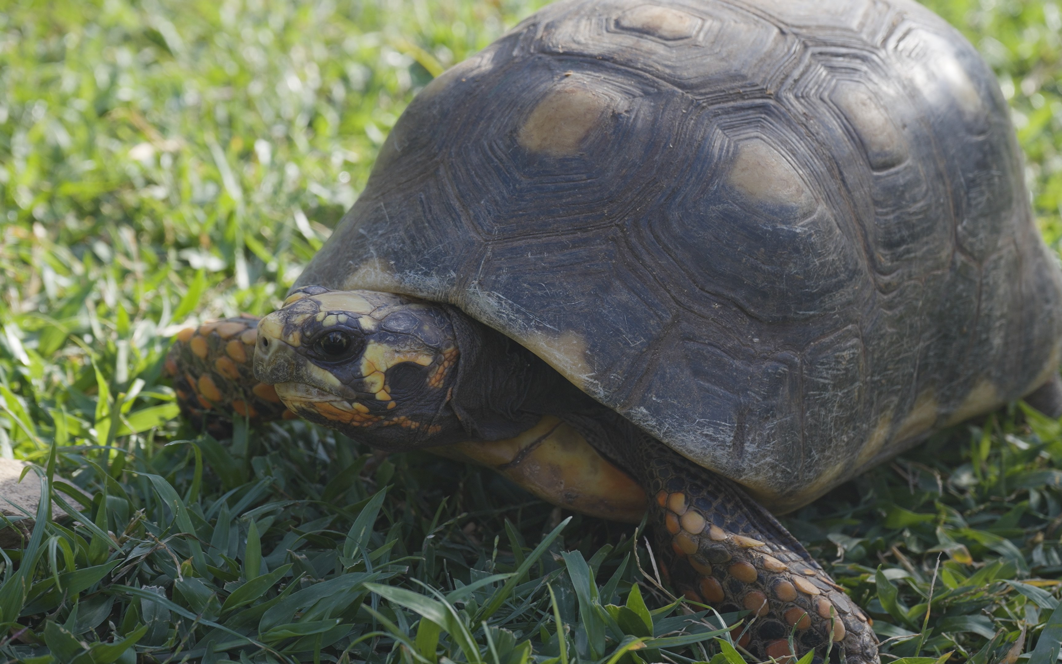 An image of a tortoise on Necker Island
