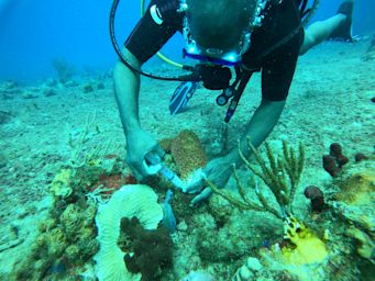 Image by Laura Arton, Beyond the Reef Foundation, BVI