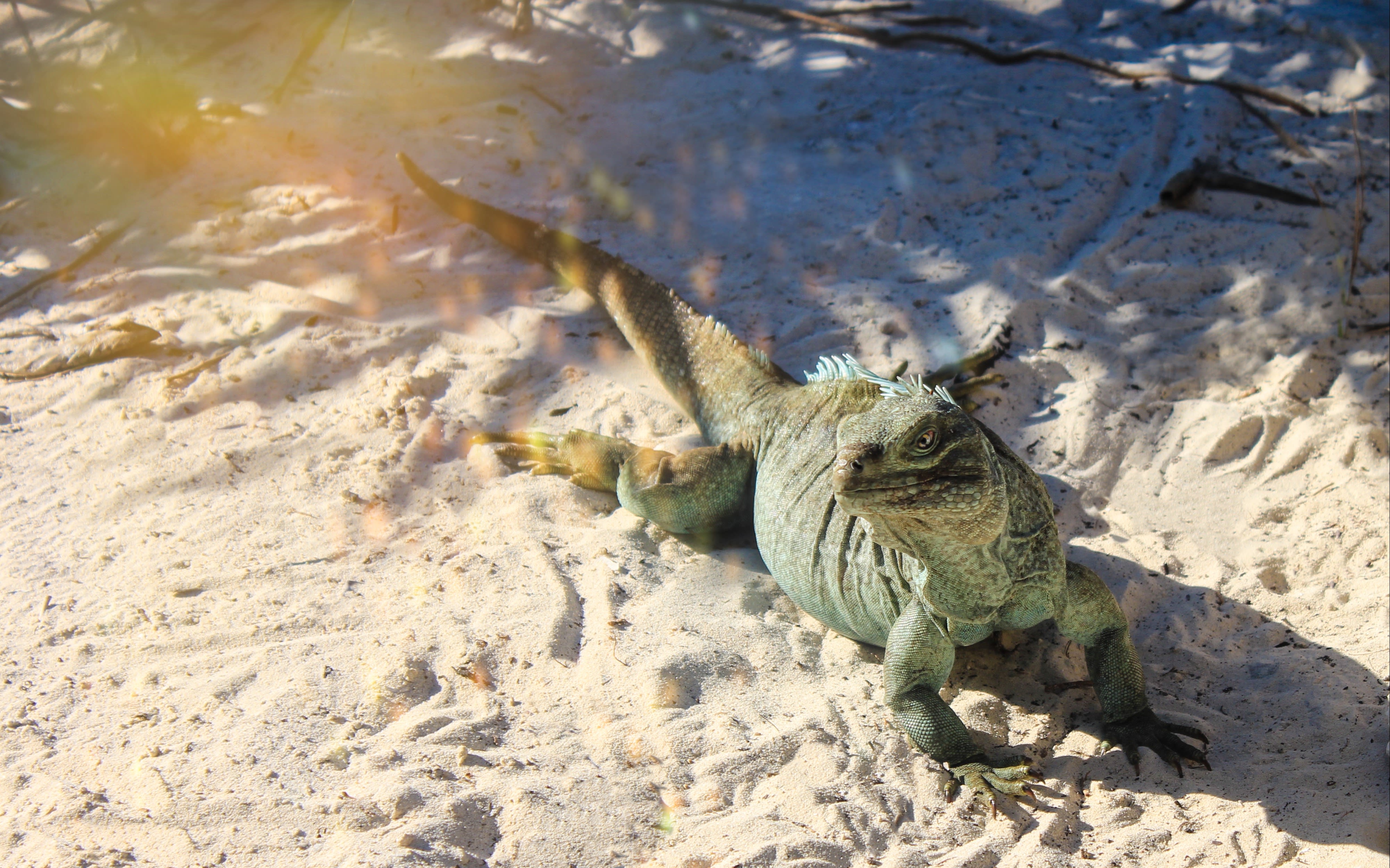 An image of rock iguanas in Turks & Caicos