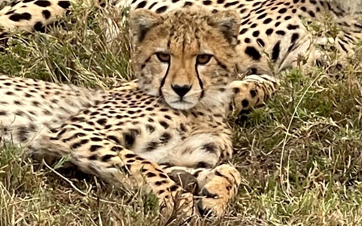 A cheetah lazing in the Savannah