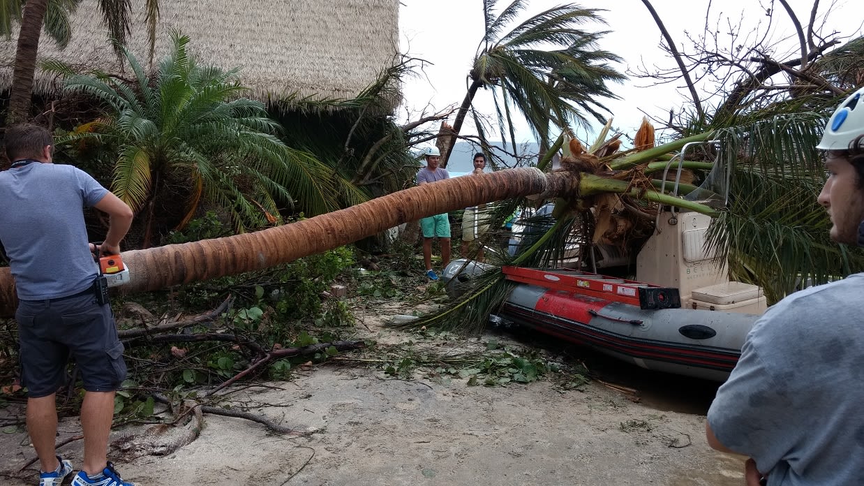 A tree that fell and caused damage during Hurricane Irma