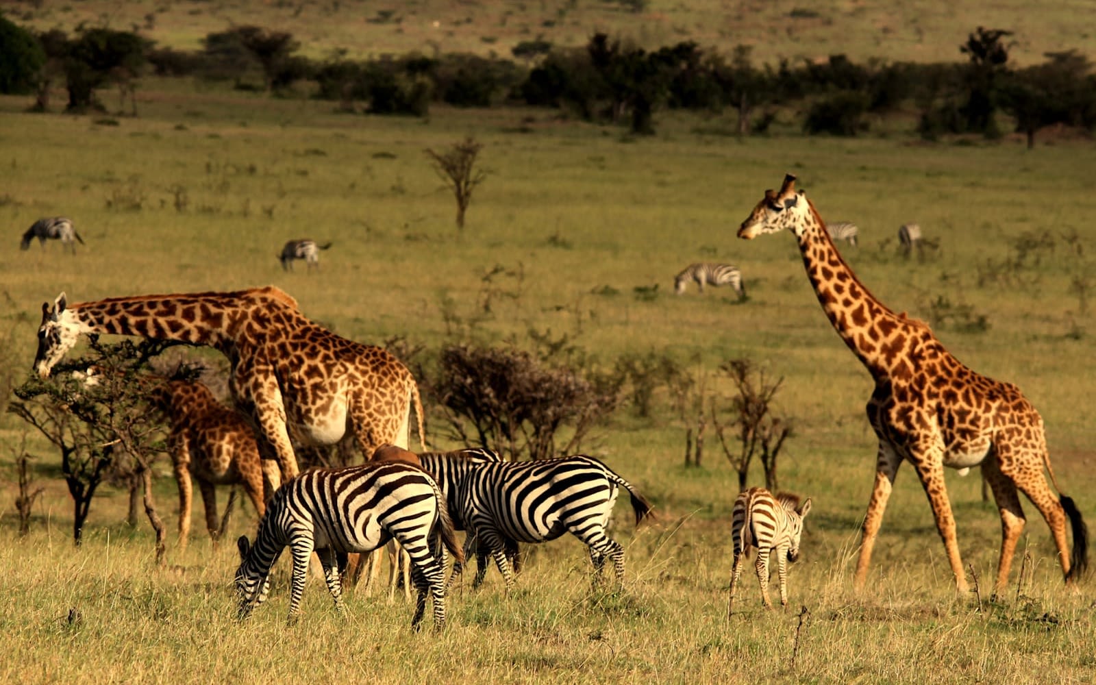 A herd of zebra and giraffes graze on the Savannah