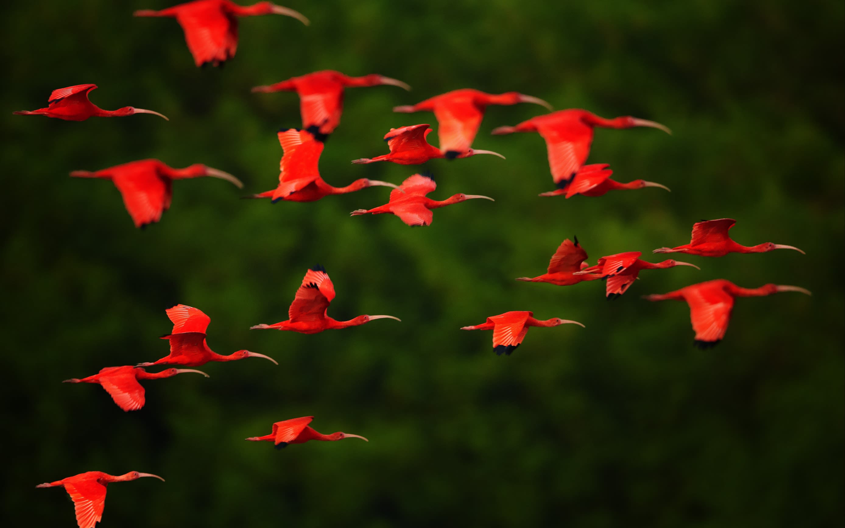 An image of scarlet ibis birds inflight 