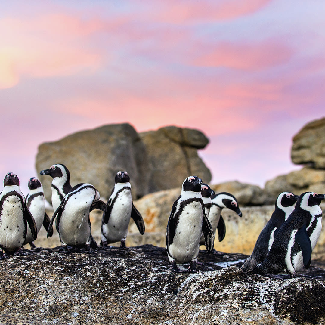 Penguins on a beach in Capetown