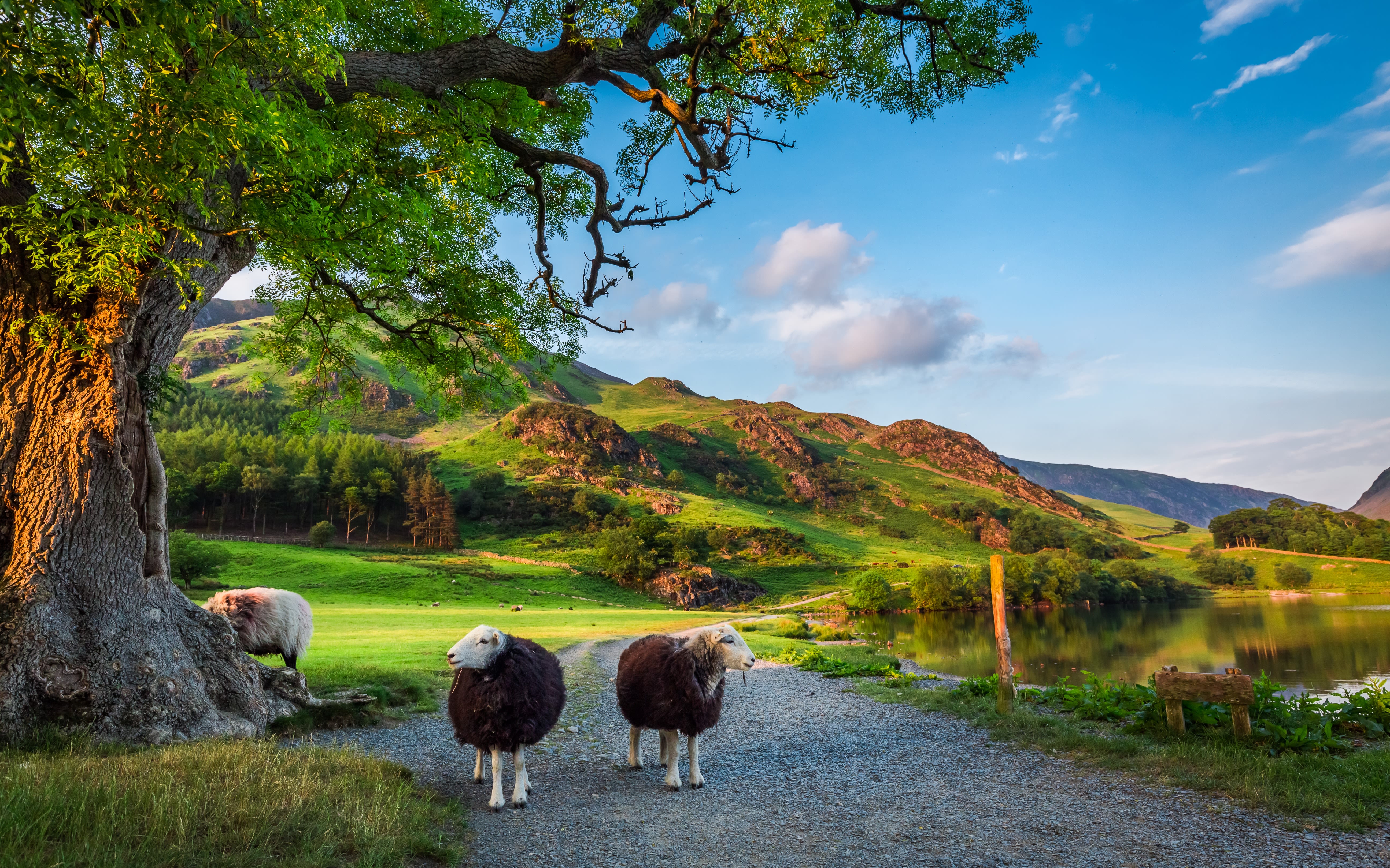 Image of some sheep in the Lake District.