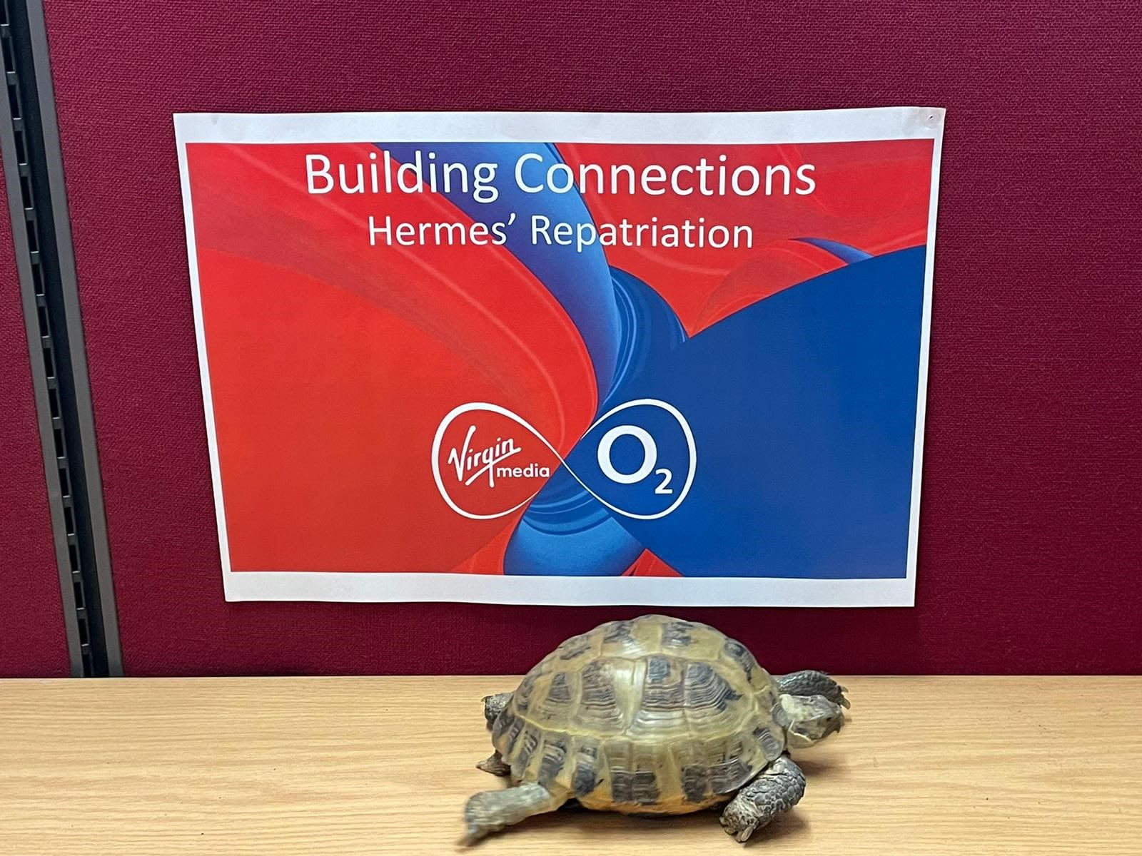 Hermes the tortoise positioned in front of a Virgin Media 'Building Connections' signage