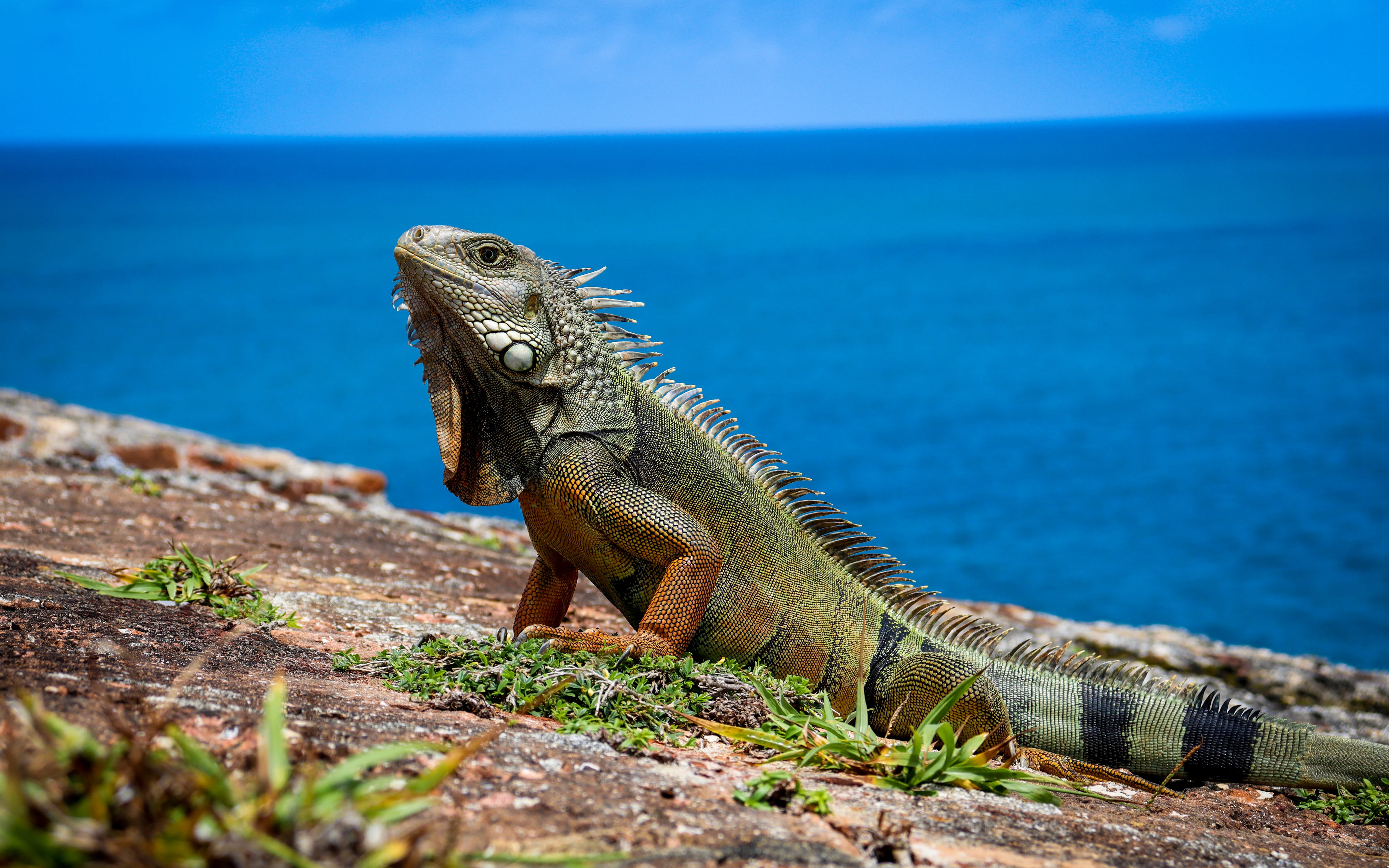 An image of an iguana on the beach.