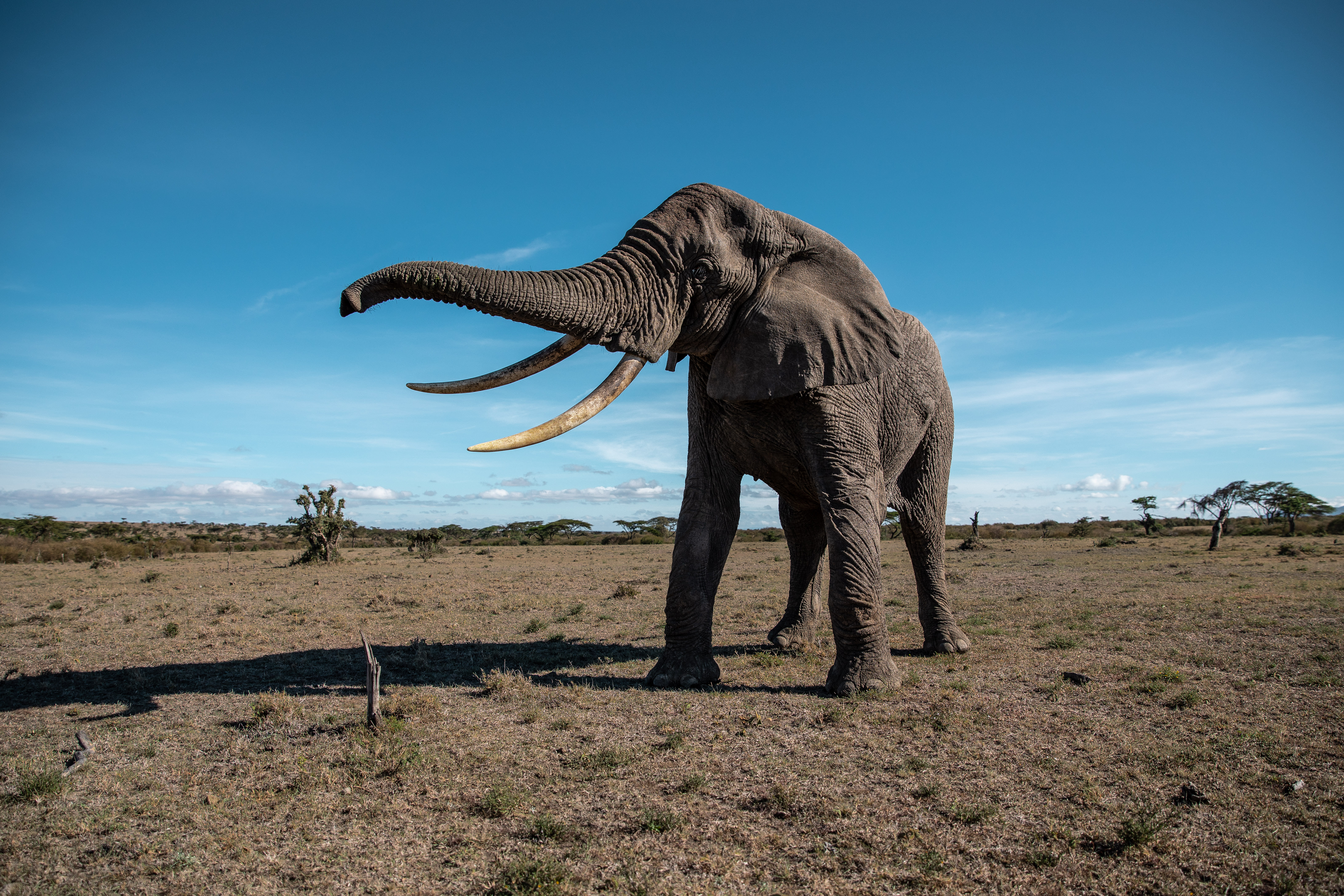 Elephant at Mahali Mzuri