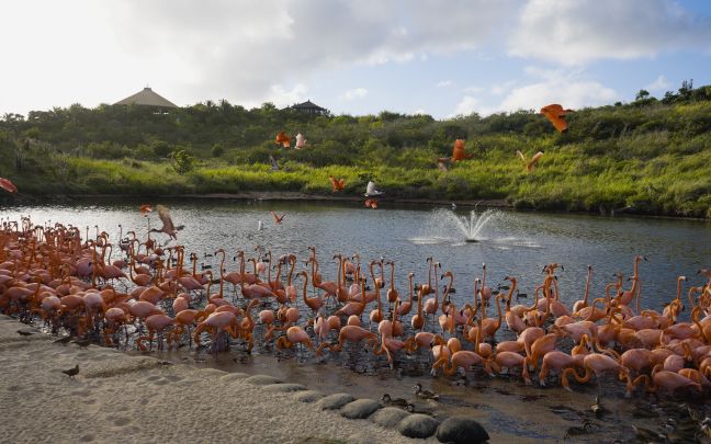An image of flamingos in Necker Island