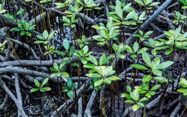 A water forest of Mangroves