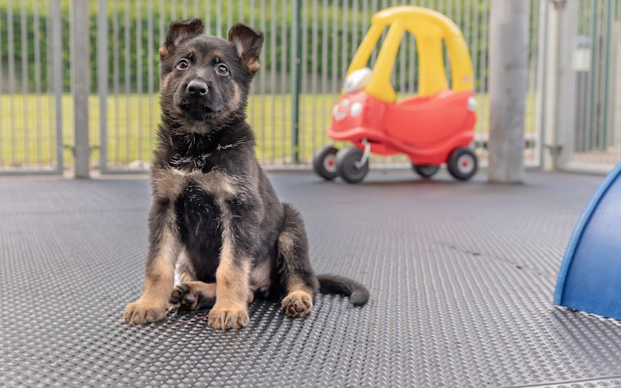 Guide Dogs UK